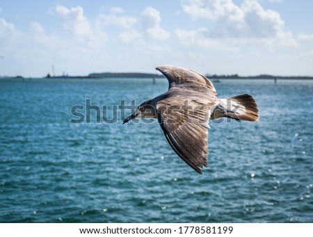 Bird flying in nature, by the sea