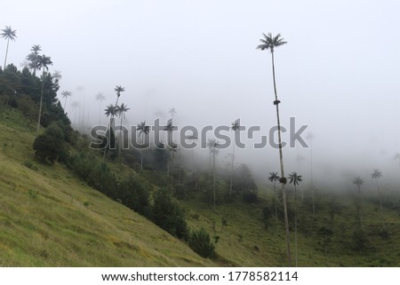 the beautiful  Cocora Valley Colombia