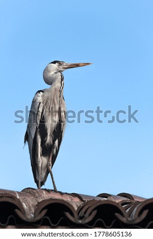 stork bird resting in the city