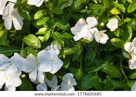 This unique photo shows a beautiful shrub full of white jasmine flowers and green leaves. The picture was taken in Thailand