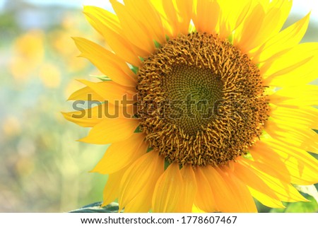 Sunflower close up. Sunflower petals pattern background. Frame composition of sunflower in crop backgrounds. Nature daisy yellow flower blossom in garden.