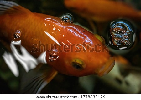 Goldfish taken in a fish tank.