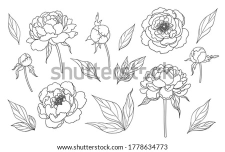 Contoured simple peony flowers, buds and leaves isolated on white background. Floral set template for laser cutting, tattoo design, stamping, coloring page.  Monochrome vector illustration.