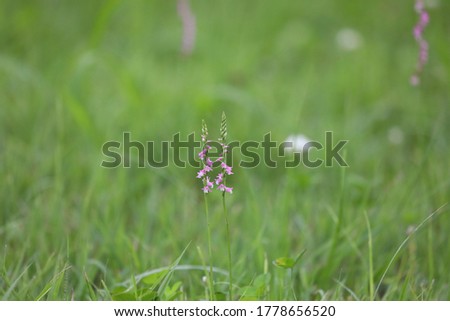 Spiranthes sinensis of the flower pink on the grassy plain