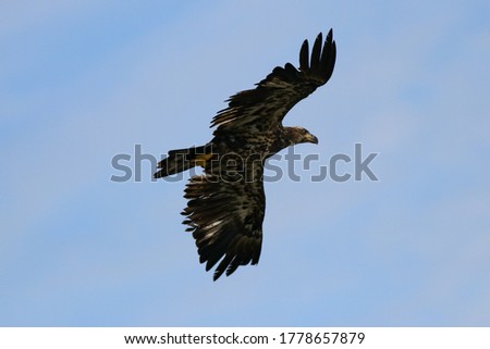Juvenile Bald Eagle flying hunting for fish