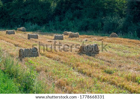 Agricultural field and straw bales. The wheat was harvested. Straw roll