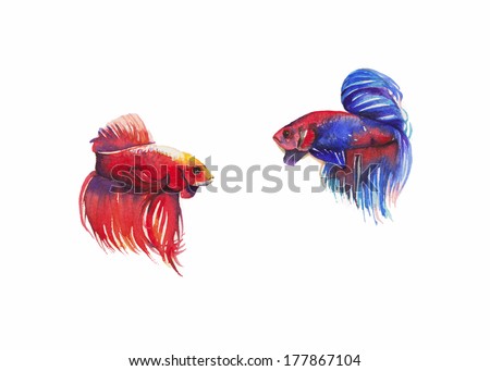 Siamese fighting fish.