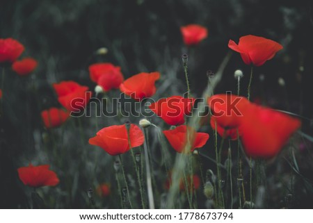 Summer meadow with blooming corn poppies. Close up of red poppies growing in field in summer. Poppy flowers. Dark and moody floral background