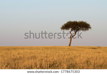 shot in Africa, alone tree in the savana  Royalty-Free Stock Photo #1778675303