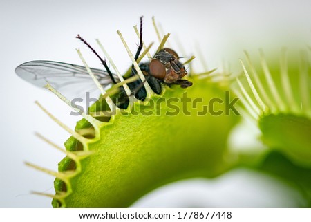 a hungry venus fly trap feeding on a common green bottle fly 