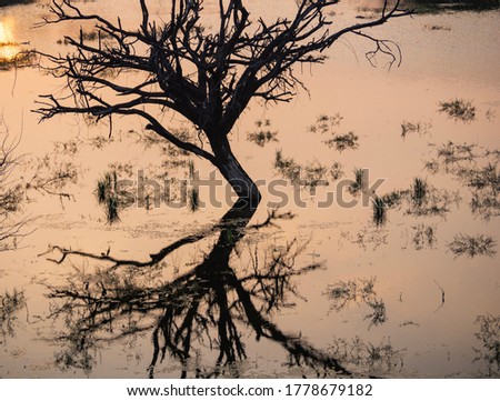 Picture of a tree and its reflection in a pond