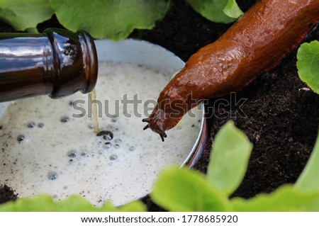 a snail on a beer trap Royalty-Free Stock Photo #1778685920