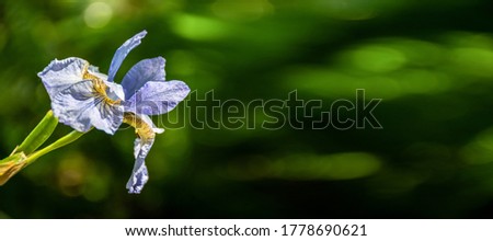 A single blue iris on a green background in the garden on a bright summer day. Spring banner, space for text