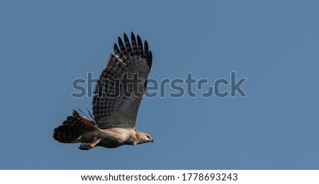 Crested Hawk-Eagle or Changeable Hawk-Eagle (Nisaetus cirrhatus) in flight over sky, is a large bird of prey species of the family Accipitridae.