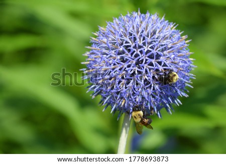 Globe thistle is a contemporary-looking flower with old-world qualities: its spherical blue blooms are arresting in the summer border, 