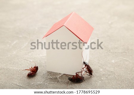 Dead cockroaches and paper house. Insect companies concept prevents house-threatening insects. Pest control