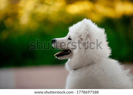 Portrait of a fluffy samoyed dog outdoors. Puppy. Side view
