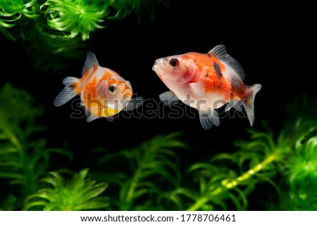 Fancy Pearlscale Goldfish with water plants