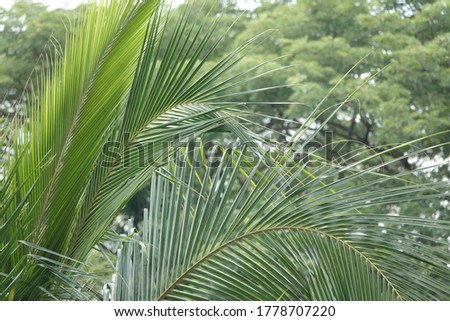 Coconut tree leaf and other trees photo