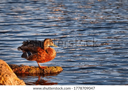 Duck standing on a rock at the lake side during sunset