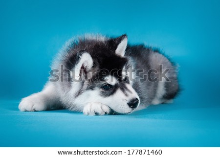 husky puppy in studio dog