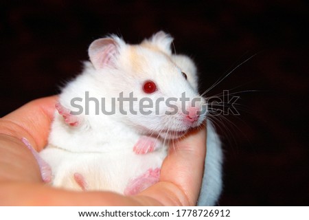 Rodent. White Syrian hamster in hands.