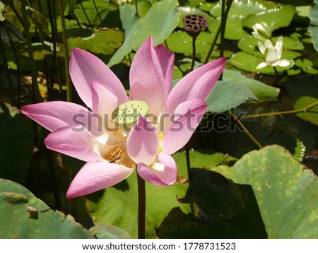 A closeup shot of beautiful pink lotus flowers in a pond in a peaceful countryside