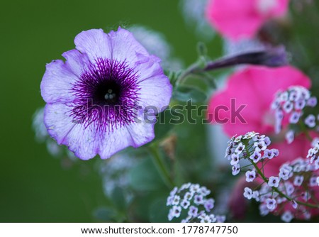 Lilac colored purple flower with pink flowers in the background