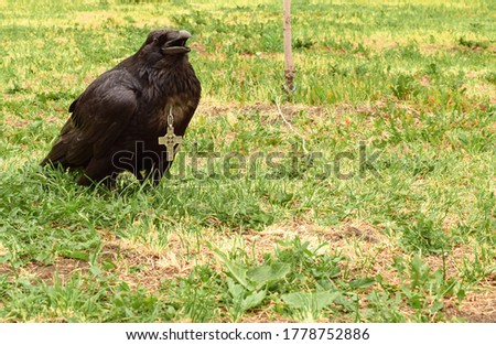 Bird black raven in captivity. Raven is tied with a rope.