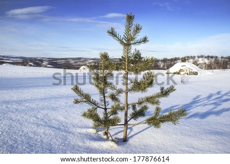 young pine winter Royalty-Free Stock Photo #177876614