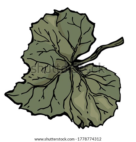 A sheet of pumpkin in the fall. Vector color illustration of a hand-drawn drawing with a black outline on a white background.