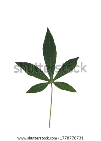 green leafs isolated on white background
