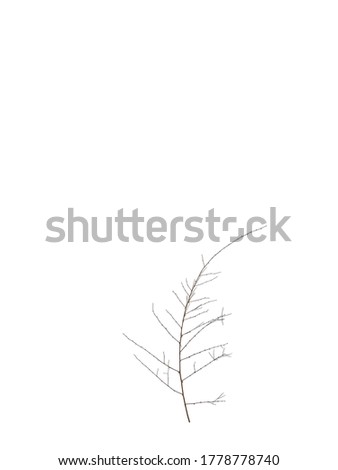 Small green leaves branch isolated on white background