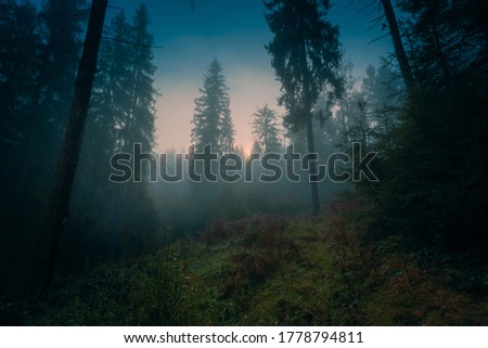 Mysterious foggy spruce forest before sunrise. Autumnal lush undergrowth among high trees.