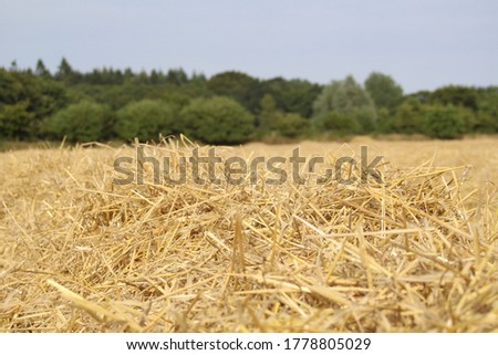 a field of corn was mowed, straw remains