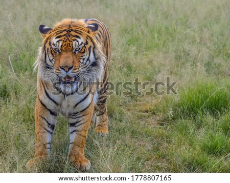 Portrait of a beautiful Bengal tiger in South African reserve