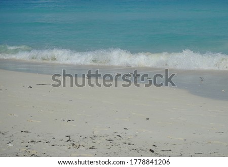 Birds on the beach. Cayo Santa Maria is well known for its white sand beaches. Cayo Santa Maria, Cuba.
