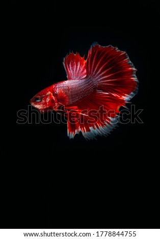 Betta fish with black background
