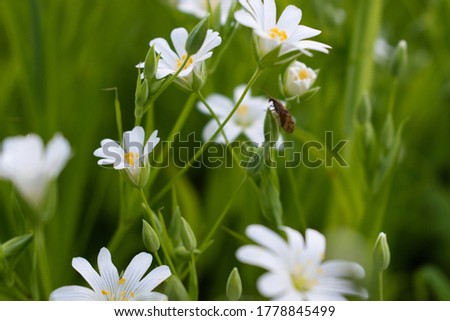 Blooming white flowers as a background