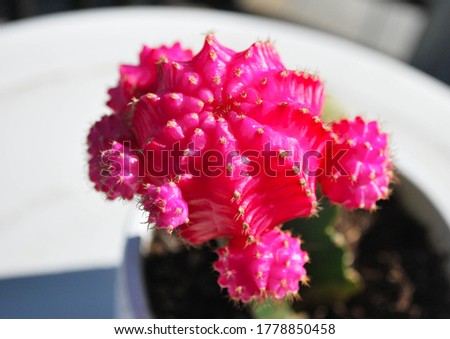 Pink cactus closeup in a pot