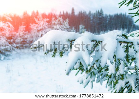 Winter landscape is the edge of a snow-covered forest.