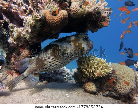                               A porcupinefish resting under a tabulate coral 