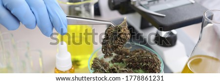 Pharmacist conducts experiment with dried hemp. Promotion and creation cannabis-based medicines. Cannabis study process. Crops and drugs related to therapeutic or medicinal methods Royalty-Free Stock Photo #1778861231