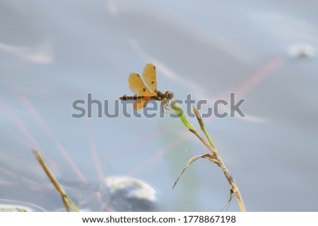Picture of dragonfly on lake grass