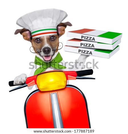 pizza delivery dog with a stack of pizza boxes on a motorbike