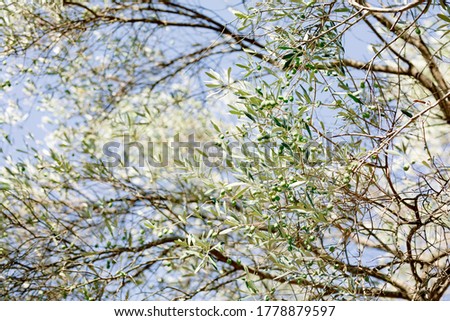 Olive leaves on tree branches, with green fruits against the blue sky.