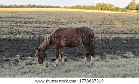 A brown horse grazing on a dry grass field. High quality photo