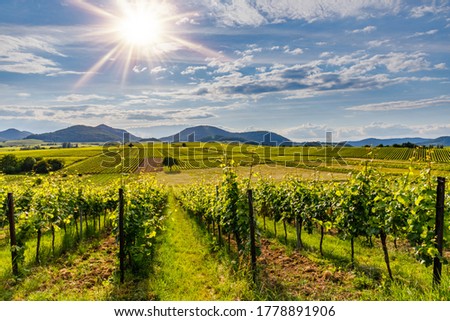 Bright sunny light on German vineyards in summer, Rhineland-Palatinate, Germany. Deutsche Weinstrasse (German Wine Road) Vineyard Palatinate region. Royalty-Free Stock Photo #1778891906