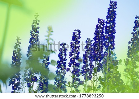 Delphinium blue grows in the garden. Double blue flower delphinium collection