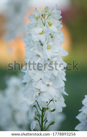 Field with beautiful flowers. White delphinium flowers in organic garden. White delphinium flowers. Blooming Delphinium double flowers Royalty-Free Stock Photo #1778893256